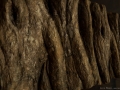jacob-norris-bark1.jpg jacob-norris-bark1.jpg